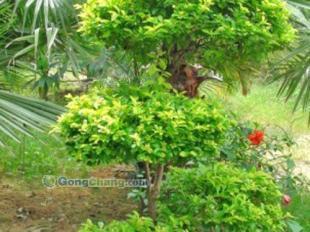 東莞苑美園林景觀工程 專業打造休閑舒心的后花園庭首選